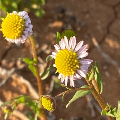 Calotis plumulifera (Woolly-headed Burr-daisy) at Tibooburra, NSW - 28 Jun 2024 by Tapirlord