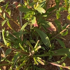 Calotis plumulifera at Tibooburra, NSW - 29 Jun 2024 08:17 AM