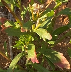 Calotis plumulifera at Tibooburra, NSW - 29 Jun 2024