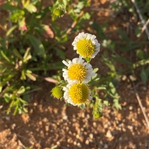 Calotis plumulifera at Tibooburra, NSW - 29 Jun 2024 08:17 AM