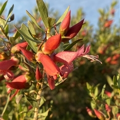 Eremophila maculata (Spotted Emu Bush, Spotted Fuchsia) at Tibooburra, NSW - 28 Jun 2024 by Tapirlord