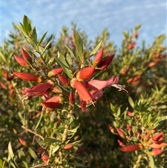 Eremophila maculata at Tibooburra, NSW - 29 Jun 2024 08:16 AM