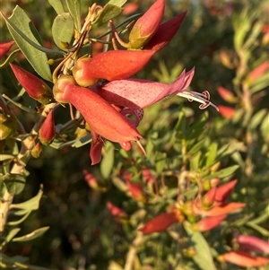 Eremophila maculata at Tibooburra, NSW - 29 Jun 2024