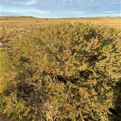 Eremophila maculata at Tibooburra, NSW - 29 Jun 2024