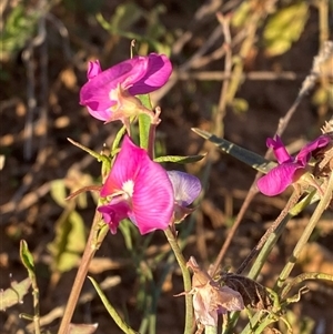 Swainsona campylantha at Tibooburra, NSW - 29 Jun 2024 08:15 AM