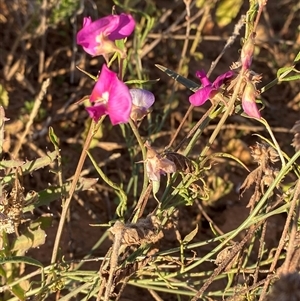 Swainsona campylantha at Tibooburra, NSW - 29 Jun 2024 08:15 AM