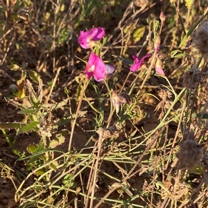 Swainsona campylantha at Tibooburra, NSW - 29 Jun 2024 08:15 AM