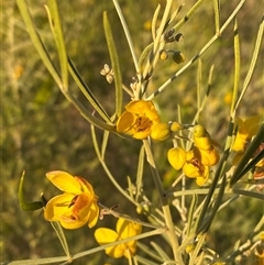 Senna artemisioides at Tibooburra, NSW - 28 Jun 2024 by Tapirlord