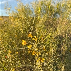 Senna artemisioides subsp. zygophylla at Tibooburra, NSW - 29 Jun 2024 08:12 AM