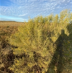 Senna artemisioides subsp. zygophylla at Tibooburra, NSW - 29 Jun 2024