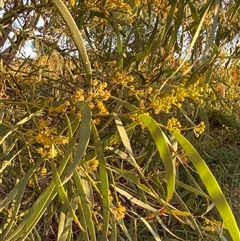 Acacia cambagei (Gidgee, Stinking Wattle) at Tibooburra, NSW - 29 Jun 2024 by Tapirlord