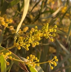 Acacia cambagei at Tibooburra, NSW - 29 Jun 2024