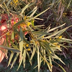 Acacia cambagei at Tibooburra, NSW - 29 Jun 2024 08:04 AM