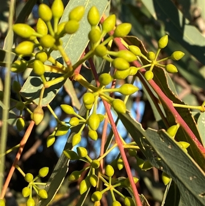 Eucalyptus camaldulensis subsp. arida (Inland River Red Gum) at Tibooburra, NSW - 28 Jun 2024 by Tapirlord