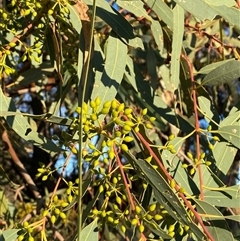 Eucalyptus camaldulensis subsp. arida at Tibooburra, NSW - 29 Jun 2024