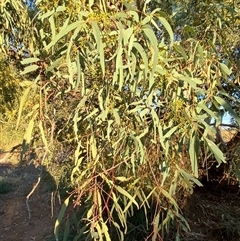 Eucalyptus camaldulensis subsp. arida at Tibooburra, NSW - 29 Jun 2024