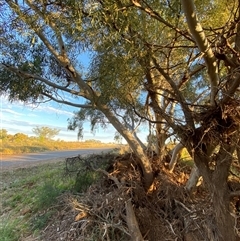 Eucalyptus camaldulensis subsp. arida at Tibooburra, NSW - 29 Jun 2024