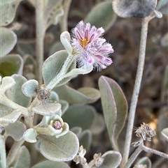 Ptilotus obovatus (Cotton Bush) at Tibooburra, NSW - 29 Jun 2024 by Tapirlord