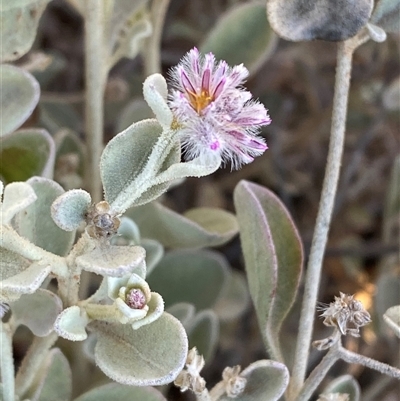 Ptilotus obovatus (Cotton Bush) at Tibooburra, NSW - 28 Jun 2024 by Tapirlord