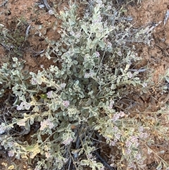 Ptilotus obovatus at Tibooburra, NSW - 29 Jun 2024 08:03 AM