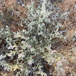 Ptilotus obovatus at Tibooburra, NSW - 29 Jun 2024 08:03 AM