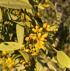 Santalum lanceolatum (Northern Sandalwood) at Tibooburra, NSW - 28 Jun 2024 by Tapirlord