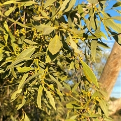 Santalum lanceolatum at Tibooburra, NSW - 29 Jun 2024