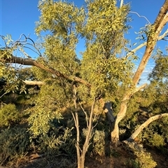 Santalum lanceolatum at Tibooburra, NSW - 29 Jun 2024 08:02 AM