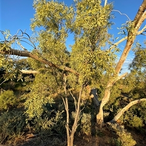 Santalum lanceolatum at Tibooburra, NSW - 29 Jun 2024