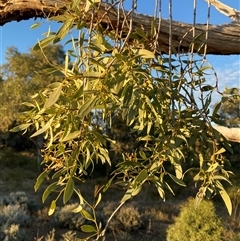 Santalum lanceolatum at Tibooburra, NSW - 29 Jun 2024