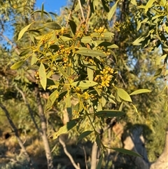 Santalum lanceolatum at Tibooburra, NSW - 29 Jun 2024 08:02 AM