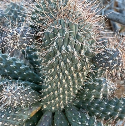 Cylindropuntia fulgida var. mamillata (Boxing Glove Cactus) at Tibooburra, NSW - 29 Jun 2024 by Tapirlord