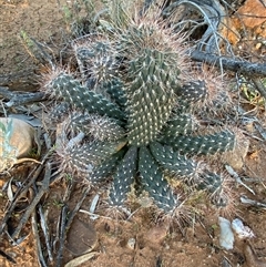 Cylindropuntia fulgida var. mamillata at Tibooburra, NSW - 29 Jun 2024 08:02 AM