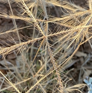 Chloris pectinata at Tibooburra, NSW - 29 Jun 2024 08:01 AM