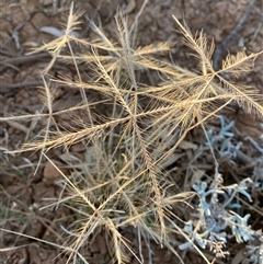 Chloris pectinata at Tibooburra, NSW - 29 Jun 2024 08:01 AM