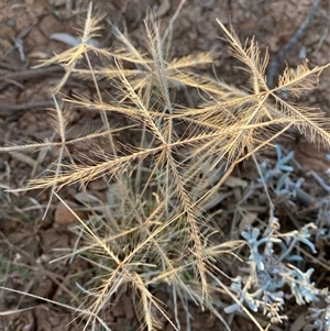 Chloris pectinata at Tibooburra, NSW - 29 Jun 2024 08:01 AM