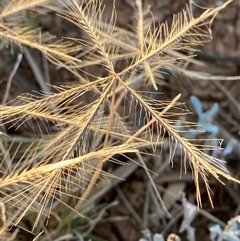 Chloris pectinata at Tibooburra, NSW - 29 Jun 2024 08:01 AM