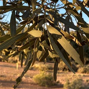 Atalaya hemiglauca at Tibooburra, NSW - 29 Jun 2024 08:00 AM