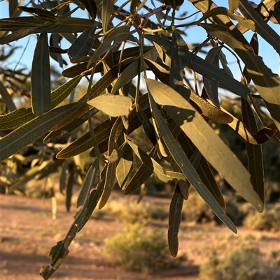 Atalaya hemiglauca (Whitewood) at Tibooburra, NSW - 29 Jun 2024 by Tapirlord