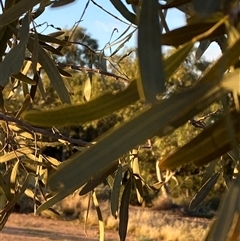 Atalaya hemiglauca at Tibooburra, NSW - 29 Jun 2024 08:00 AM