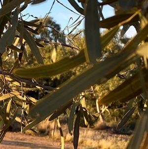 Atalaya hemiglauca at Tibooburra, NSW - 29 Jun 2024 08:00 AM