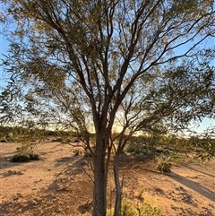 Atalaya hemiglauca at Tibooburra, NSW - 29 Jun 2024