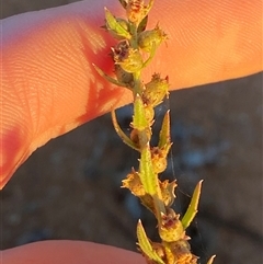 Haloragis aspera (Rough Raspwort) at Tibooburra, NSW - 28 Jun 2024 by Tapirlord