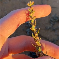 Haloragis aspera at Tibooburra, NSW - 29 Jun 2024 07:52 AM