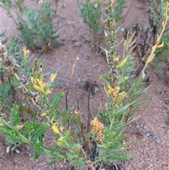 Haloragis aspera at Tibooburra, NSW - 29 Jun 2024 07:52 AM