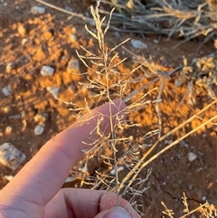 Eragrostis sp. at Tibooburra, NSW - 29 Jun 2024 by Tapirlord