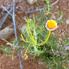 Brachyscome ciliaris var. ciliaris (Bushy Cut-leaf Daisy) at Tibooburra, NSW - 29 Jun 2024 by Tapirlord