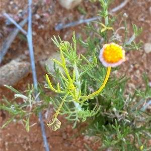 Brachyscome ciliaris var. ciliaris at Tibooburra, NSW - 29 Jun 2024