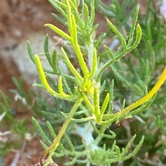 Brachyscome ciliaris var. ciliaris at Tibooburra, NSW - 29 Jun 2024