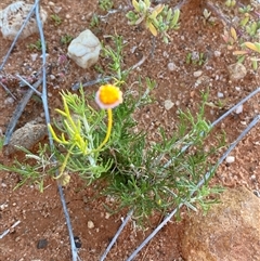 Brachyscome ciliaris var. ciliaris at Tibooburra, NSW - 29 Jun 2024 07:50 AM